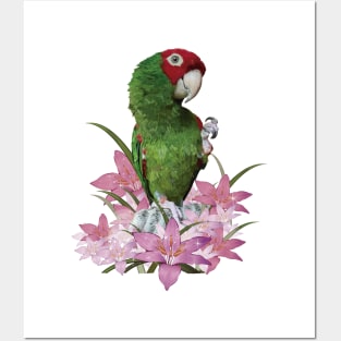 Red-masked Parakeet Posters and Art